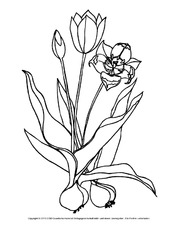 Ausmalbild-Tulpen-2.pdf